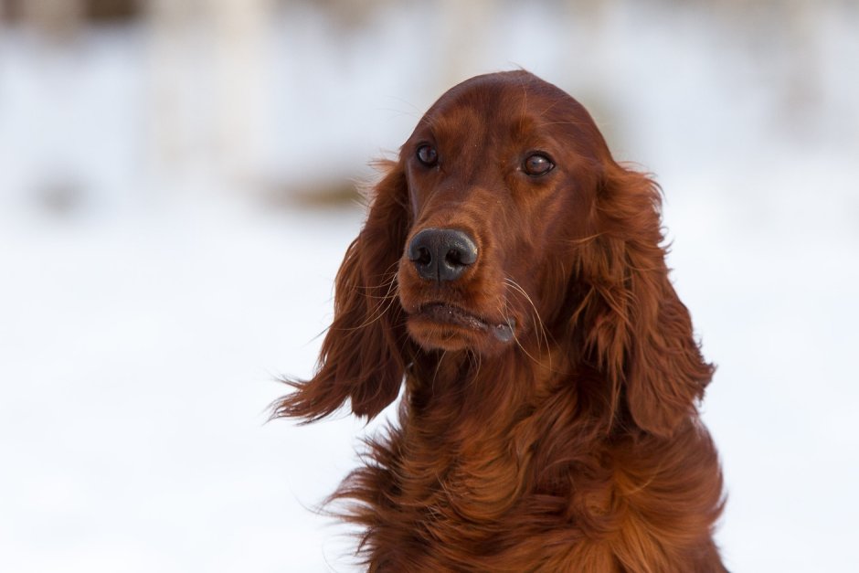 Русский охотничий спаниель