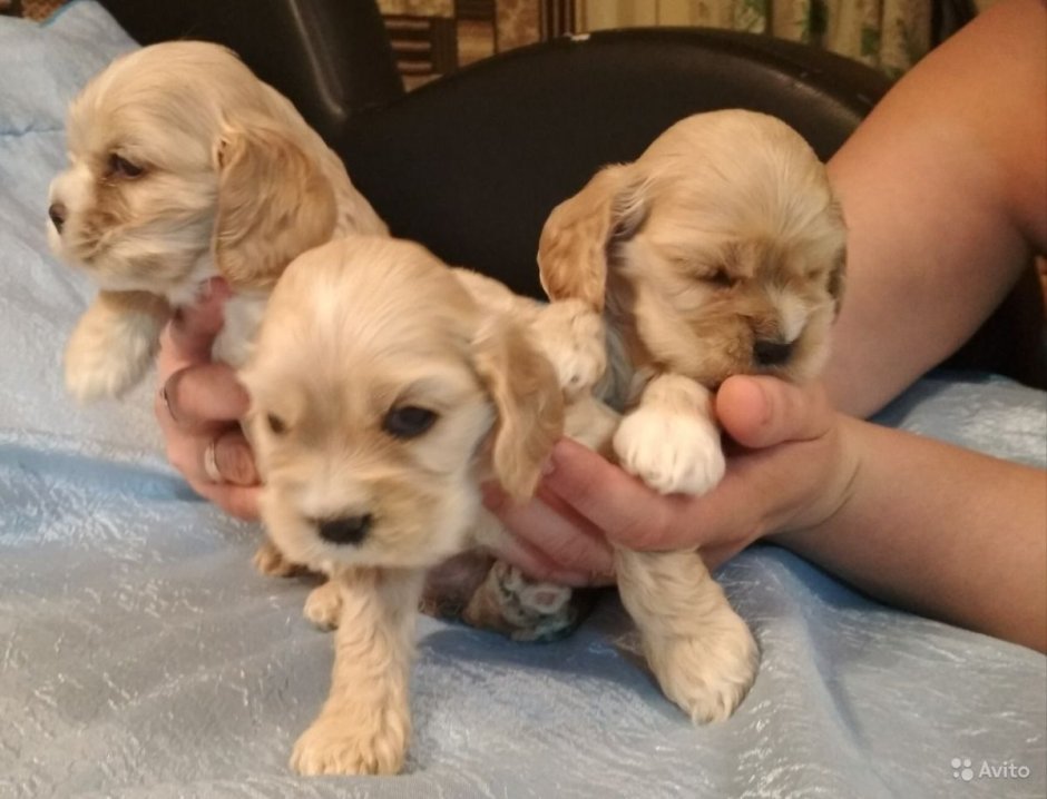 Русский охотничий спаниель черный щенок