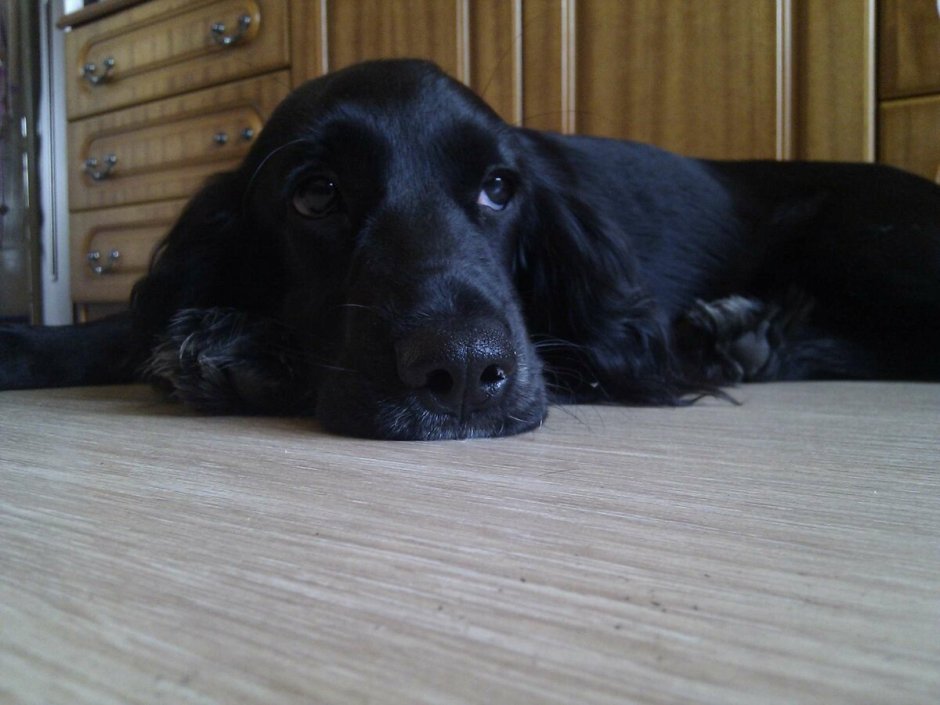 Английский кокер спаниель Размеры