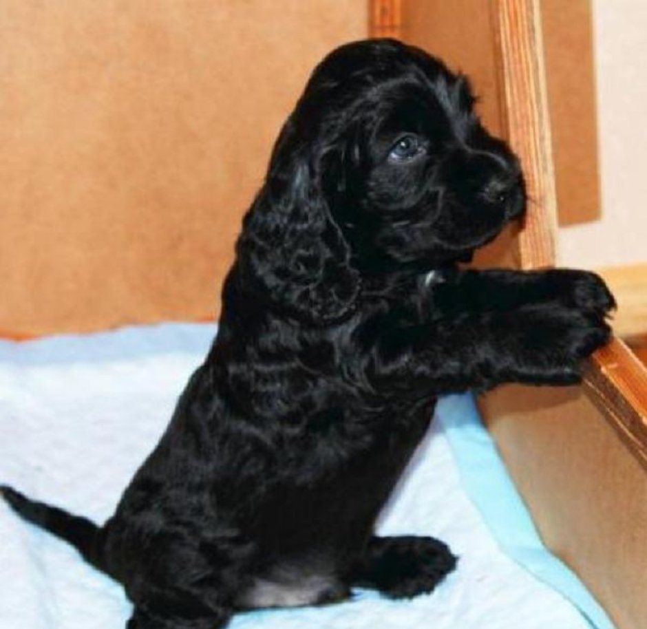 Щенки английского кокер спаниеля