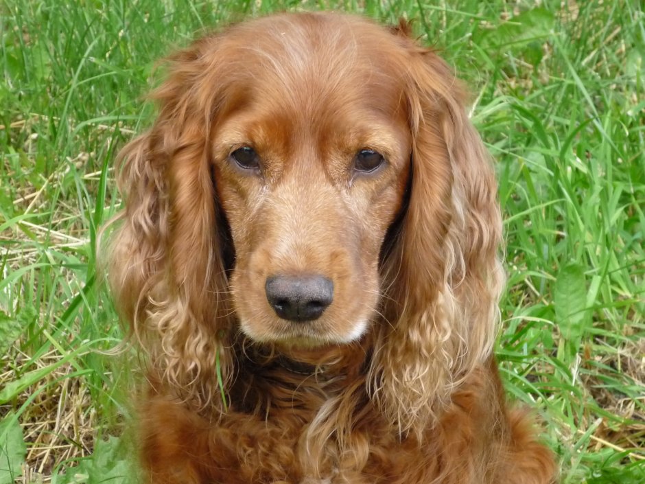 Liver Cocker Spaniel