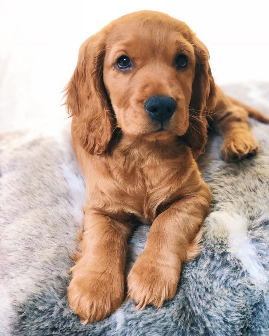 Ньюфаундленд охотничий спаниель