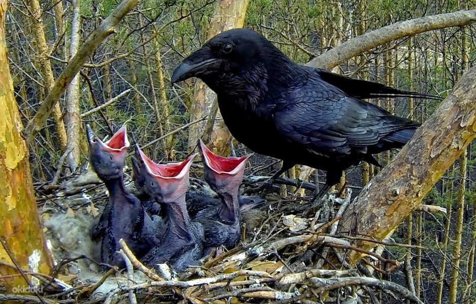 Слеток ворона