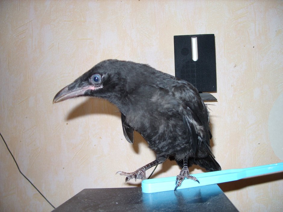 Ворон птица птенец