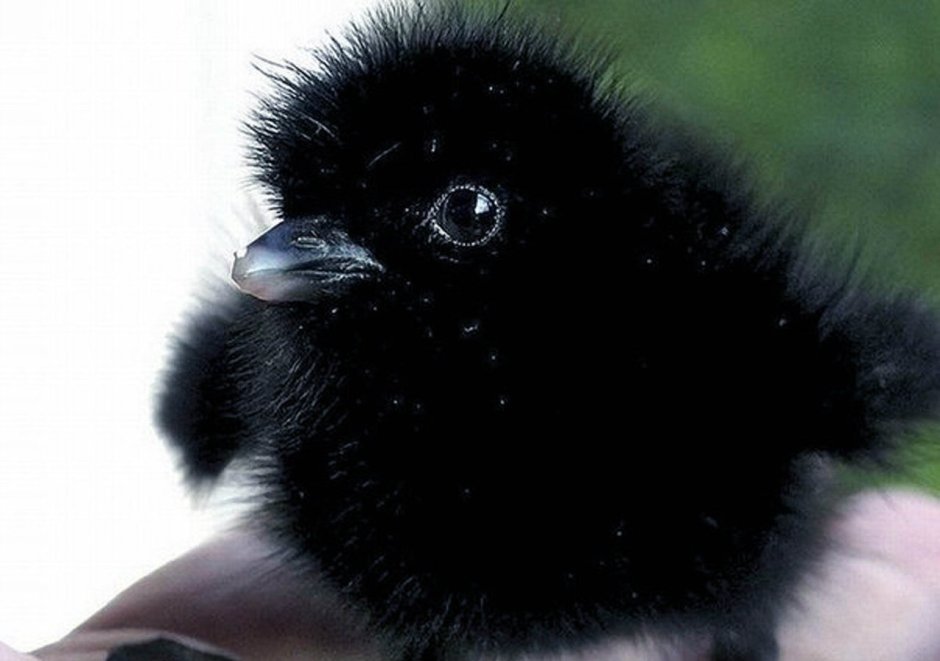 Воронëнок Галка