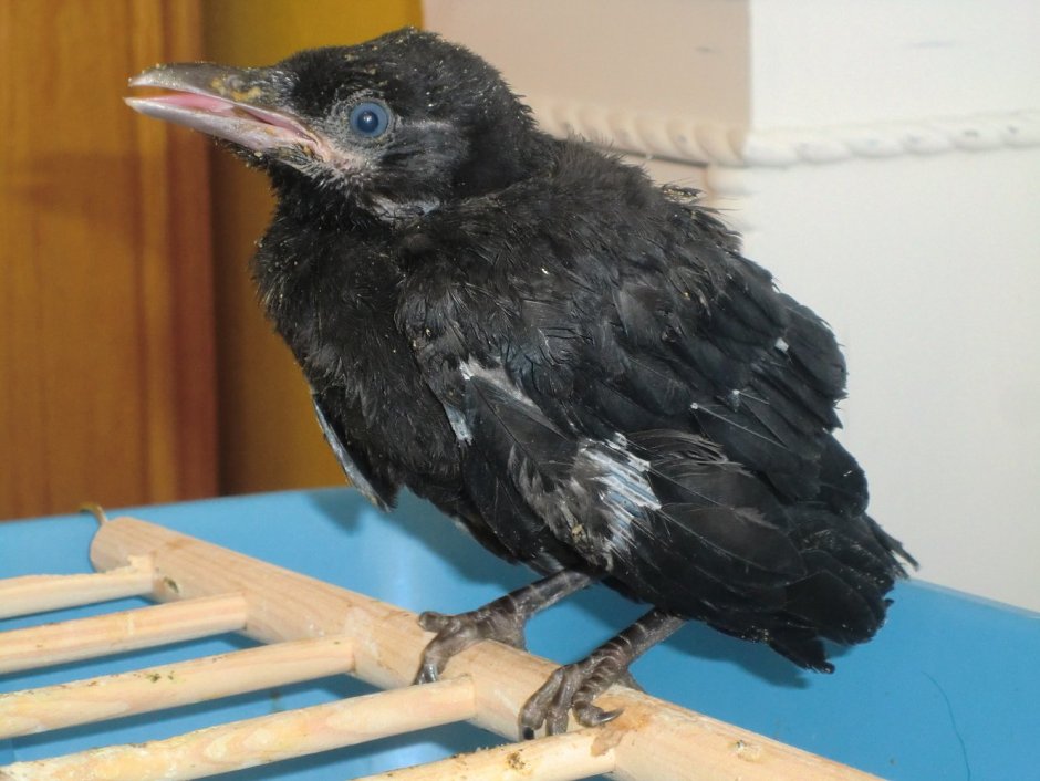 Птенец галки