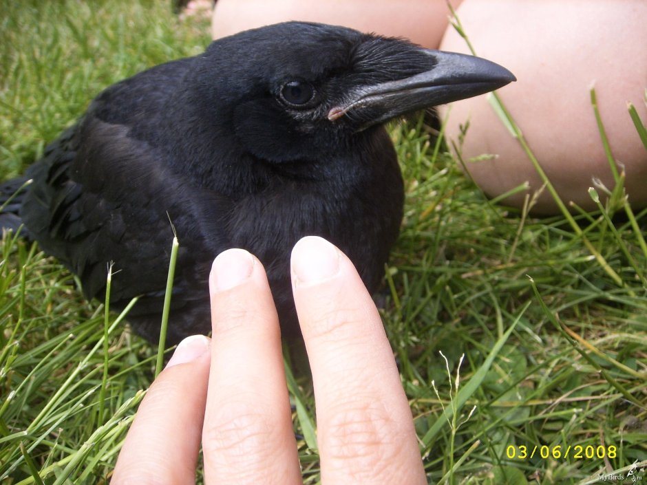 Вороний клюв