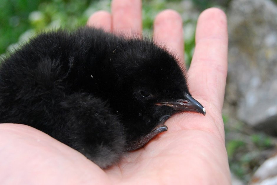 Ворон птенец