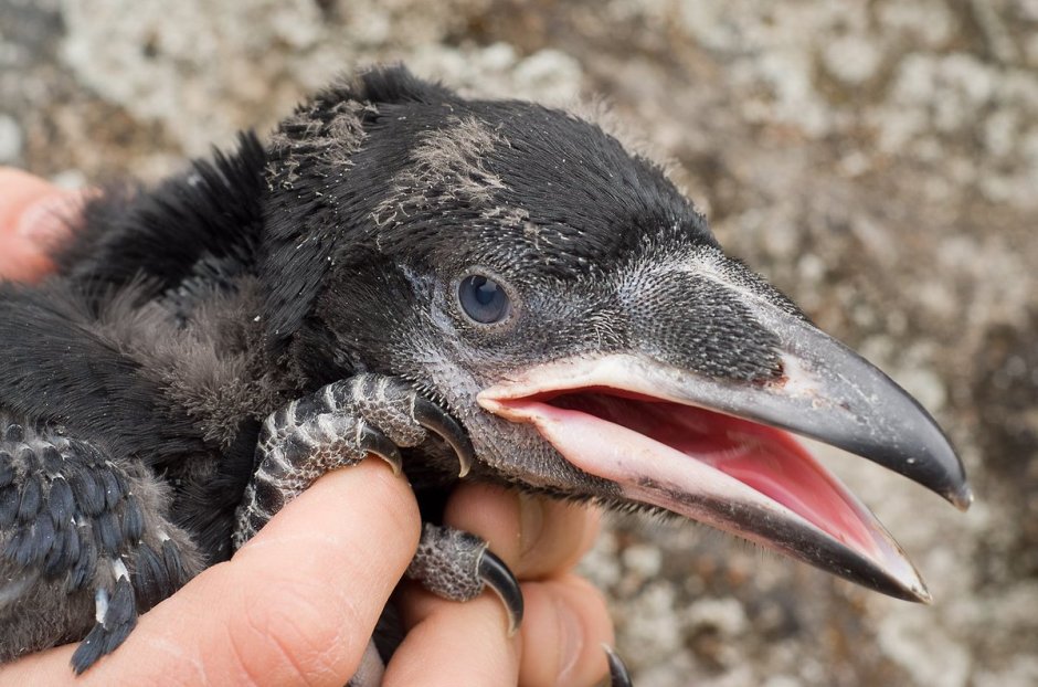 Птенец Грача