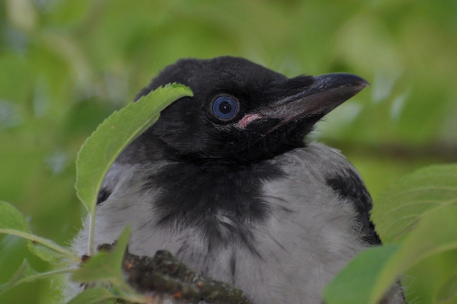 Вороньи птенцы