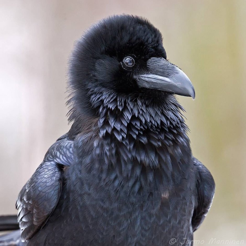 Птенец черного ворона