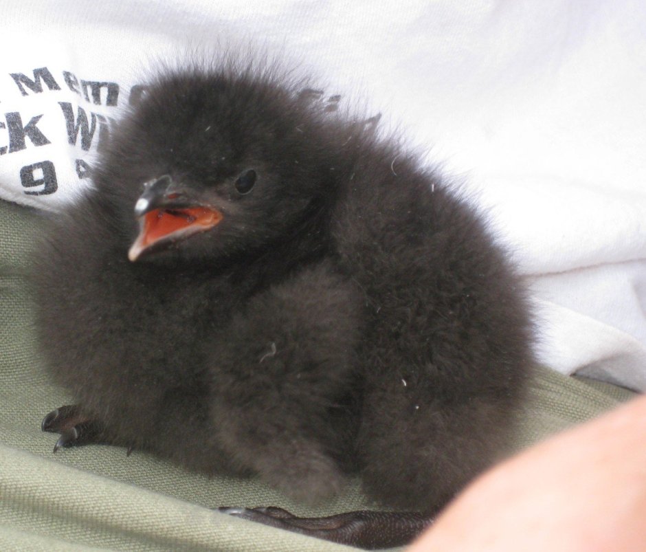 Розовая ворона