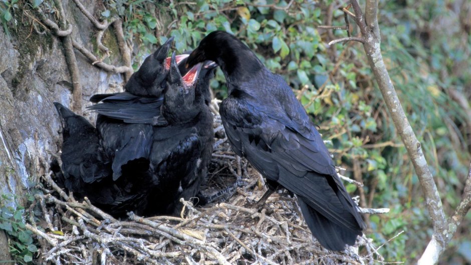 Галчонок слеток