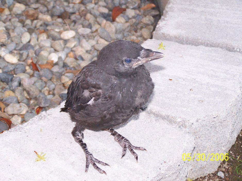 Живые вороны