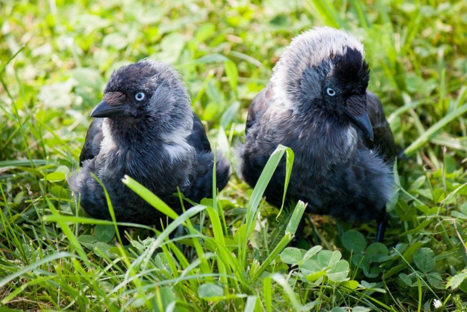 Птенец черного ворона