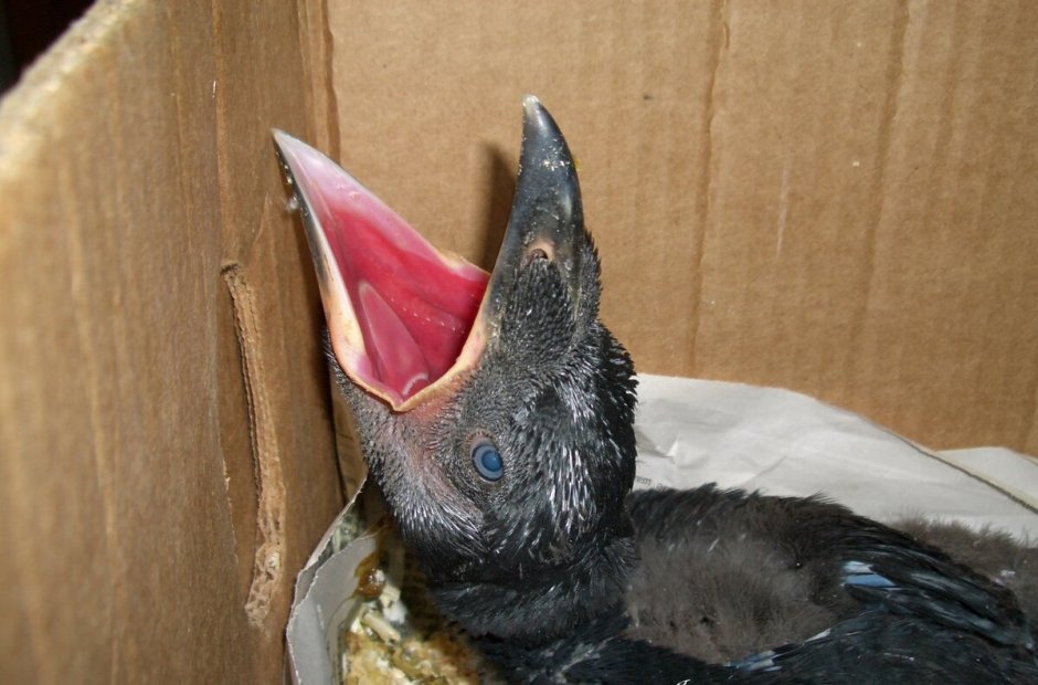 Воронье гнездо с птенцами