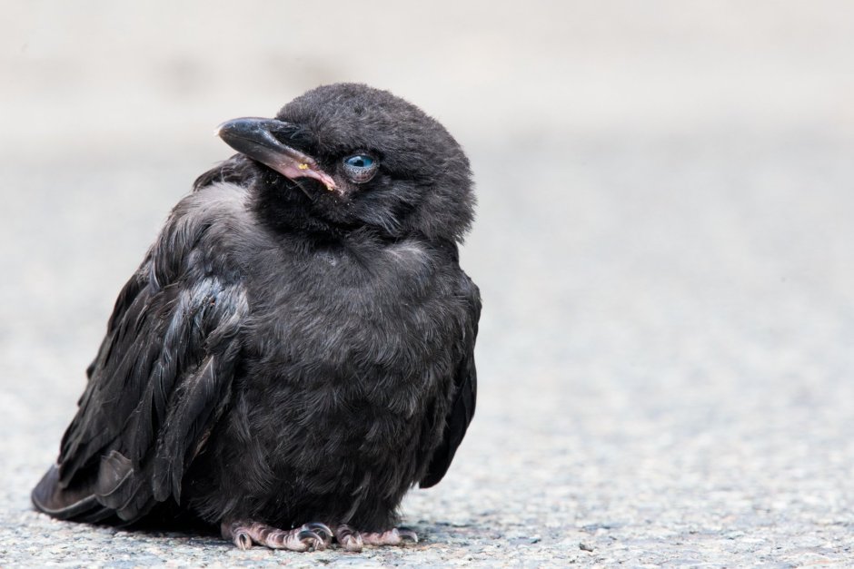 Птенец черного ворона