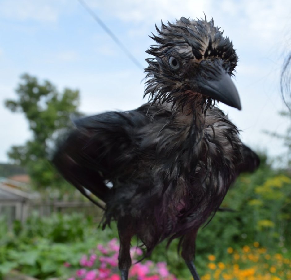 Птенец Грача