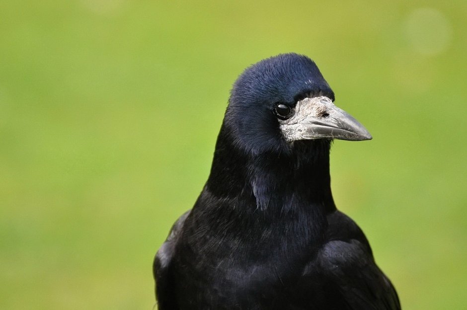 Птенец серой вороны