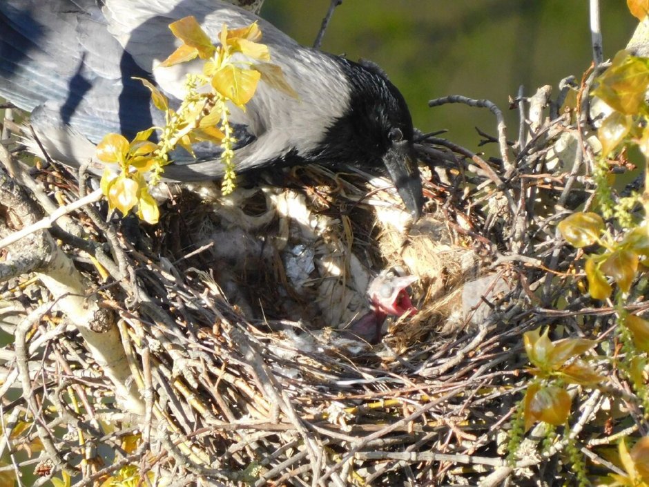 Боязнь ворон