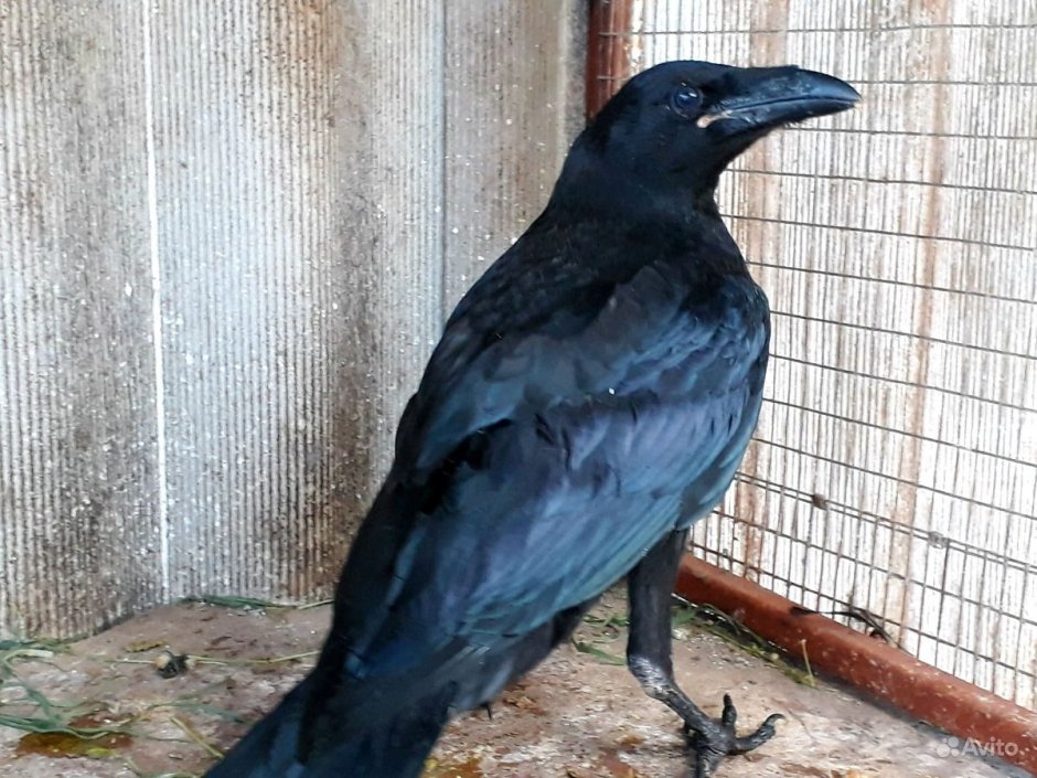 Птенцы Ухейилюй