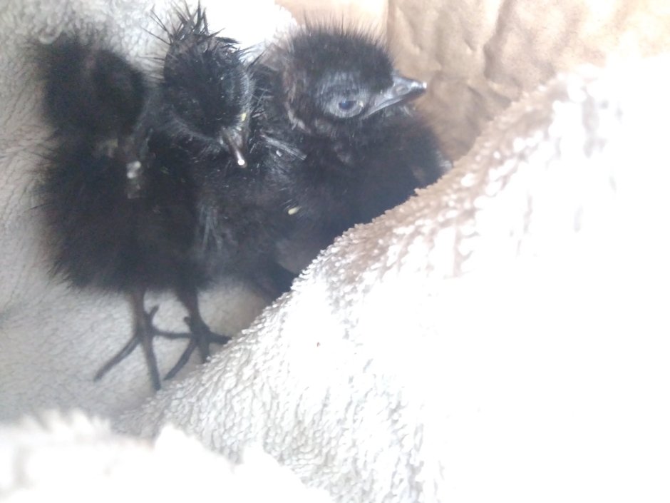 Серая ворона слеток