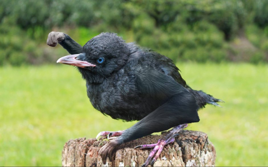 Птенцы Грача грачата