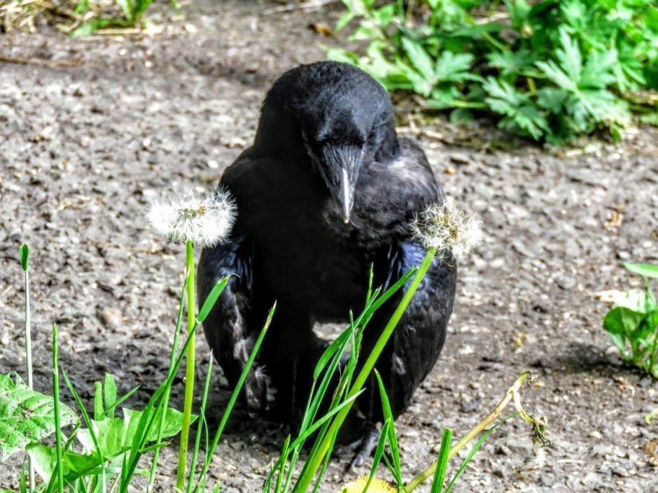 Вороненок 3 недели