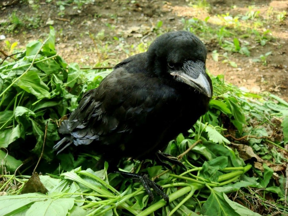 Птенец галки слеток