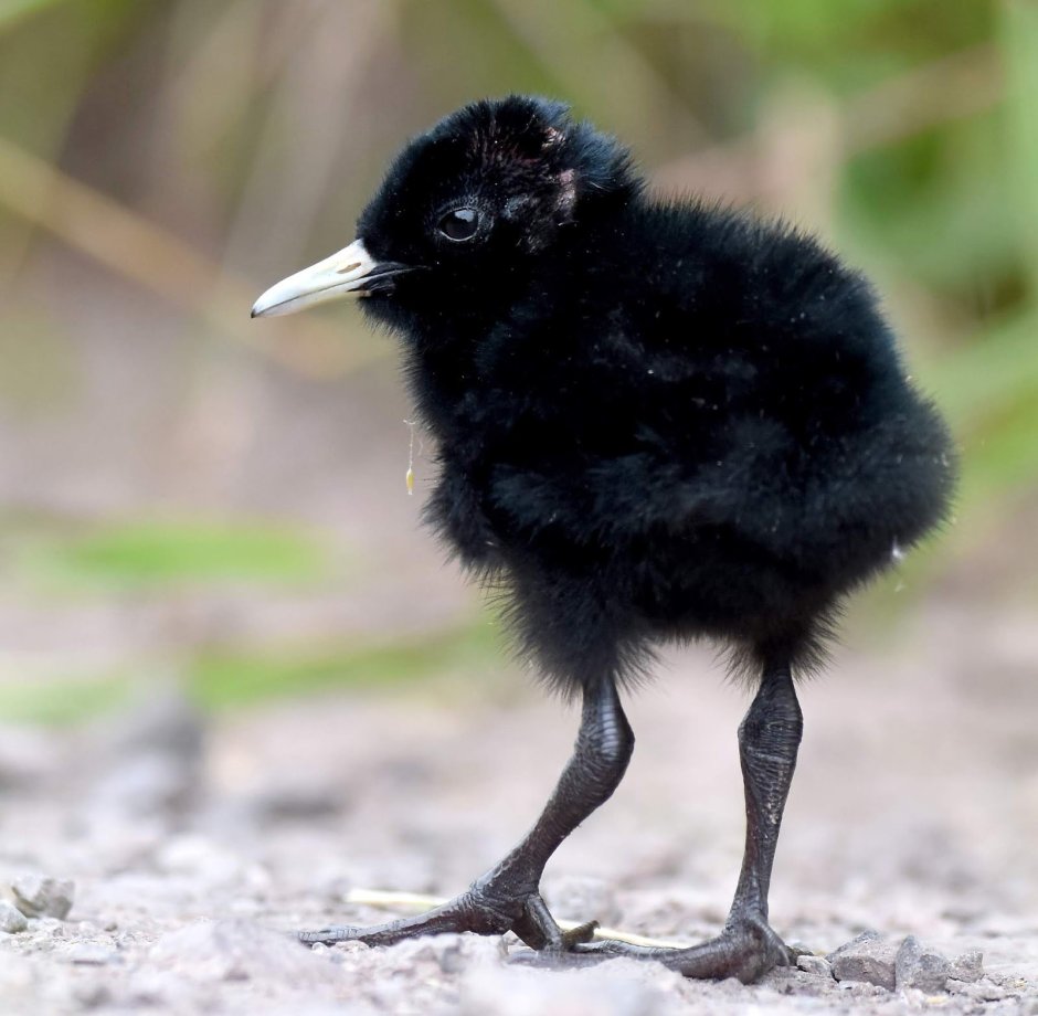 Вороний слеток