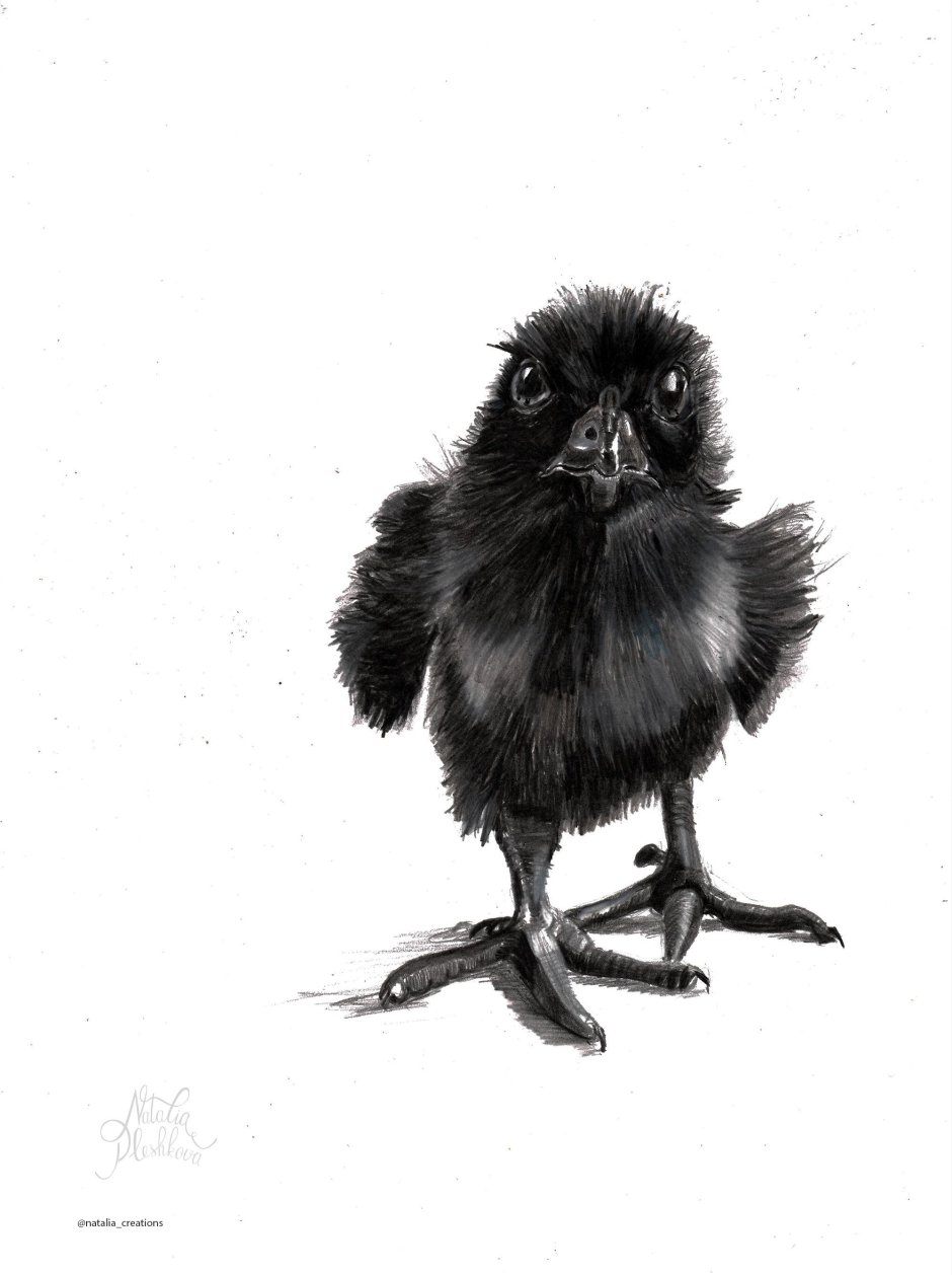 Птенцы слётки вороны