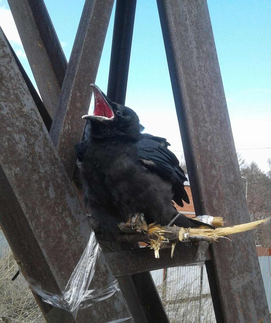 Взрослый птенец черного ворона