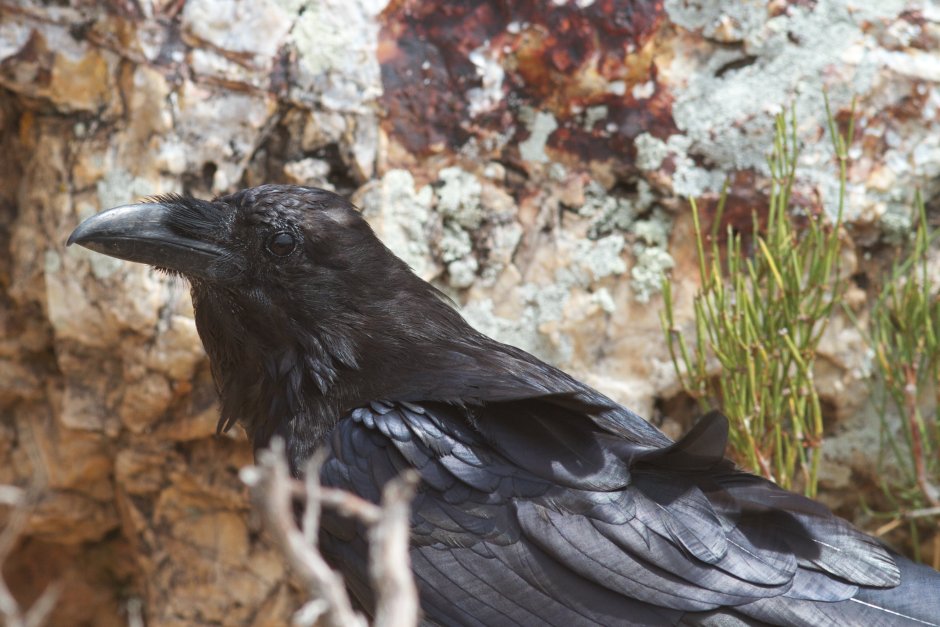 Птенец Грача