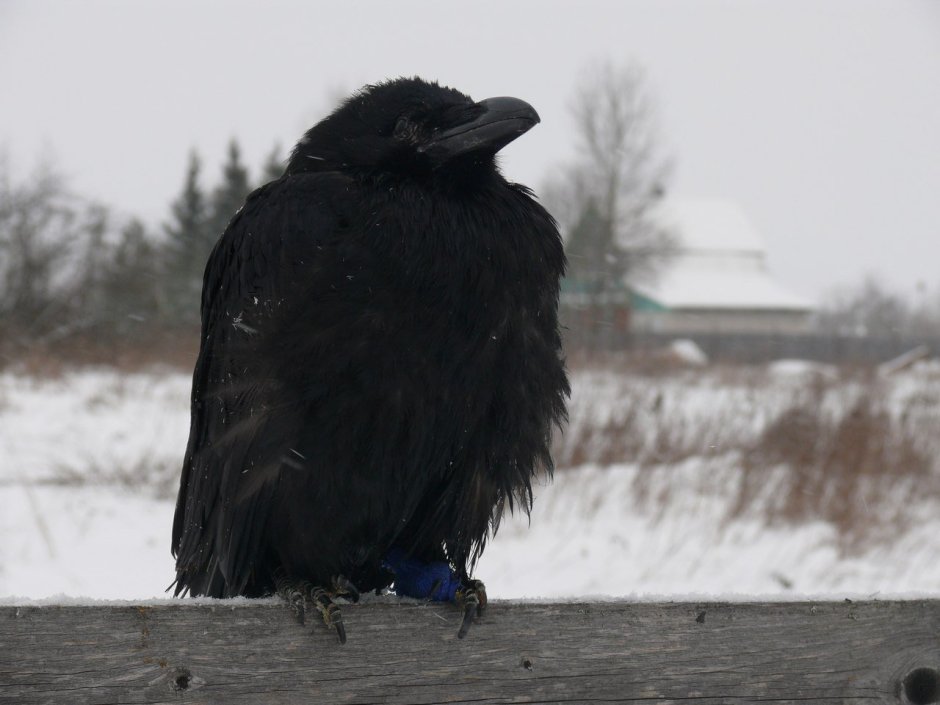 Воронёнок (птенец во́рона)