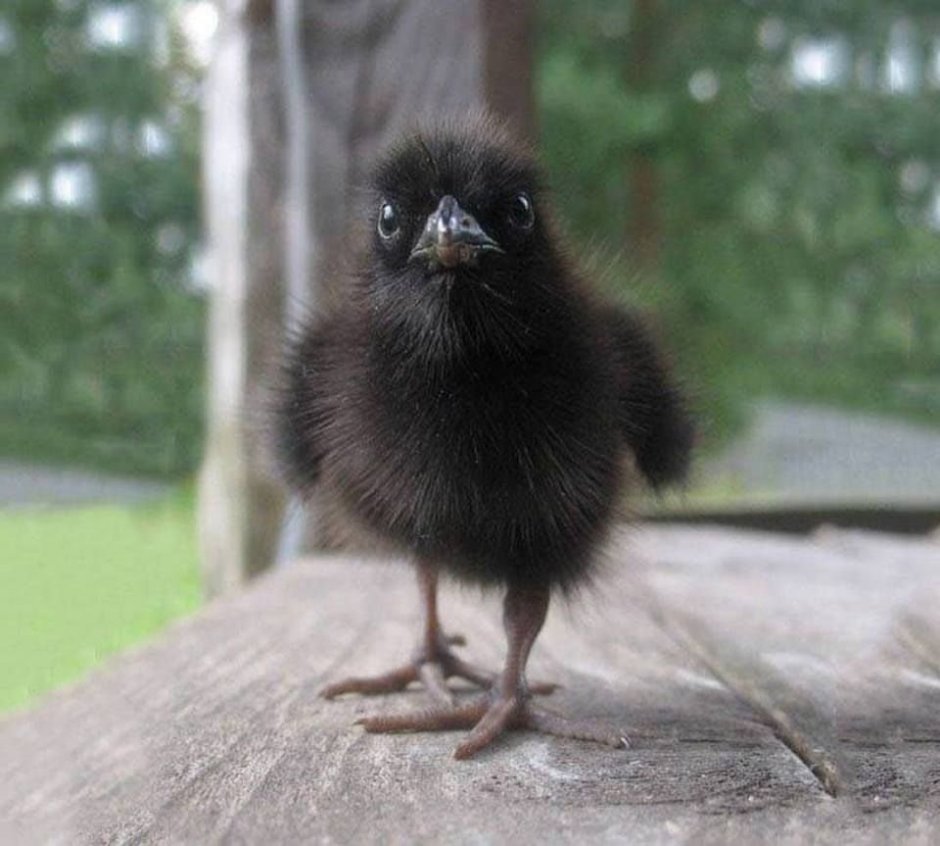 Вороненок мохнатый сидит на Тучке