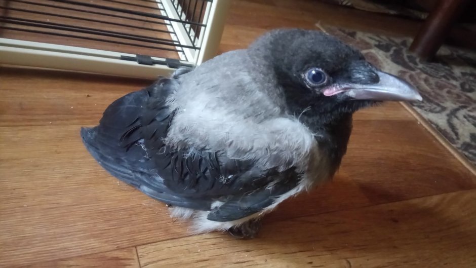 Грач птица птенец