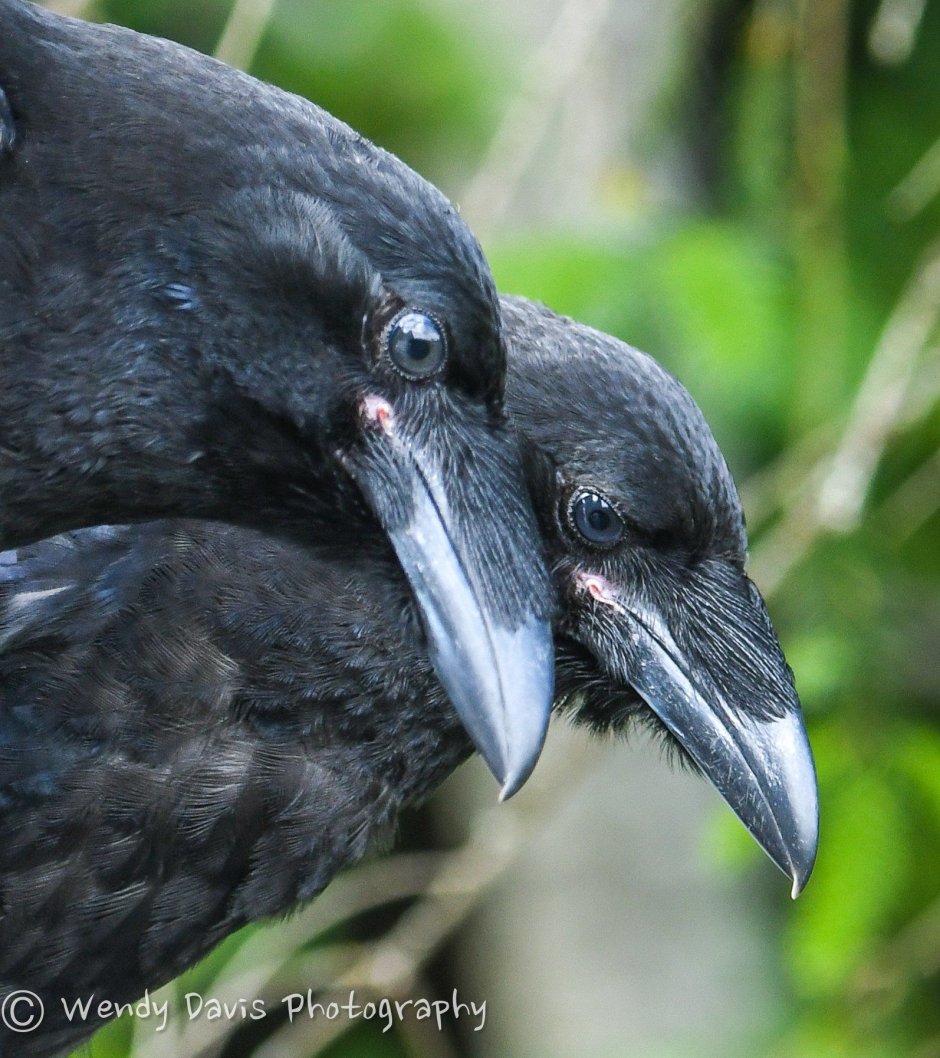 Вороненок птенец