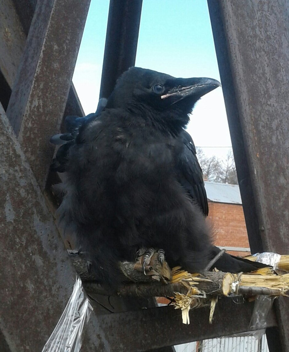 Игрушки для птенца вороны