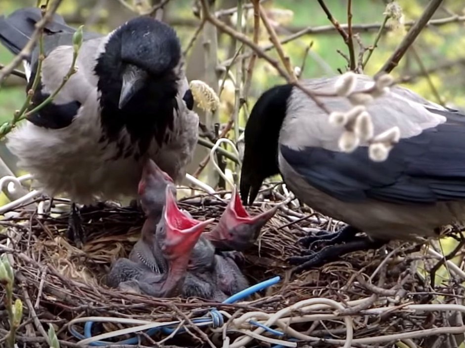 Вороны Свистуны птенцы