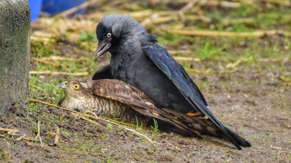 Вороненок слеток