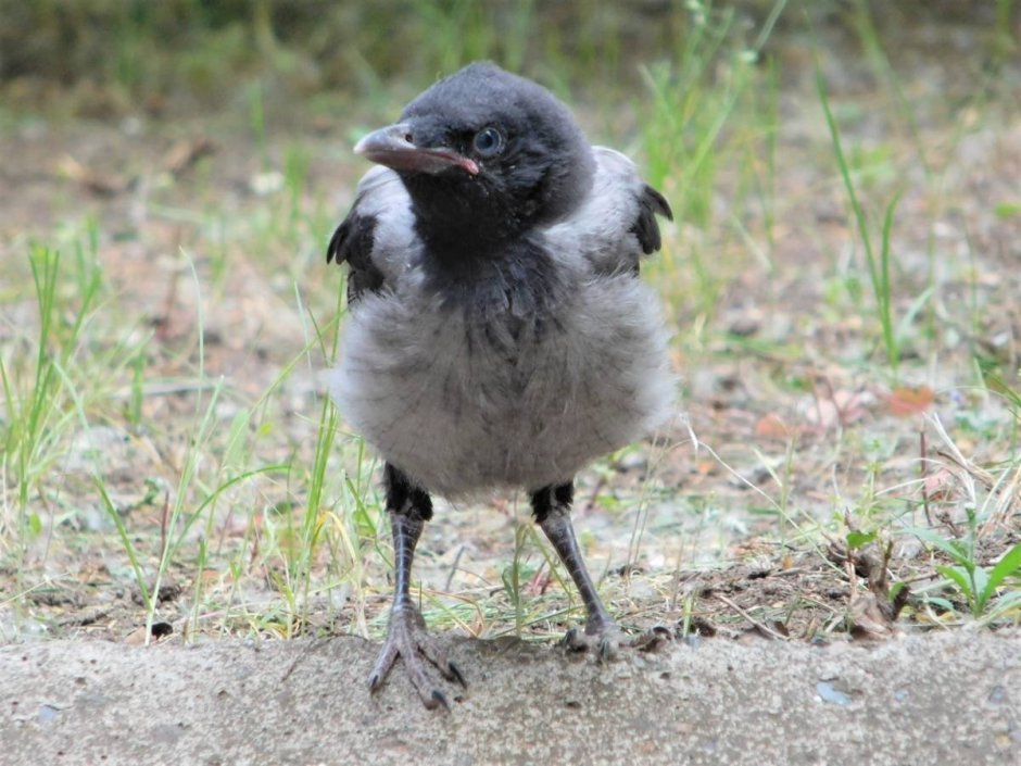 Ворон птенец