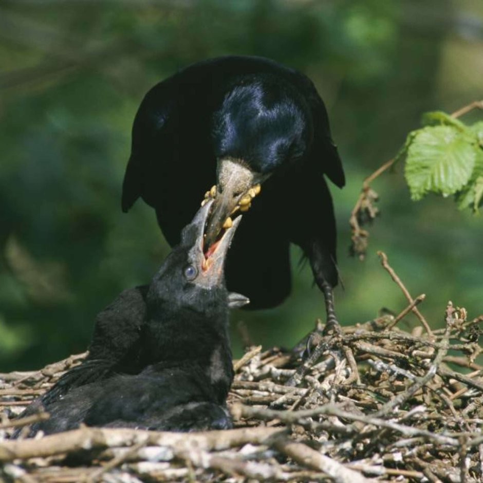 Вороний слеток