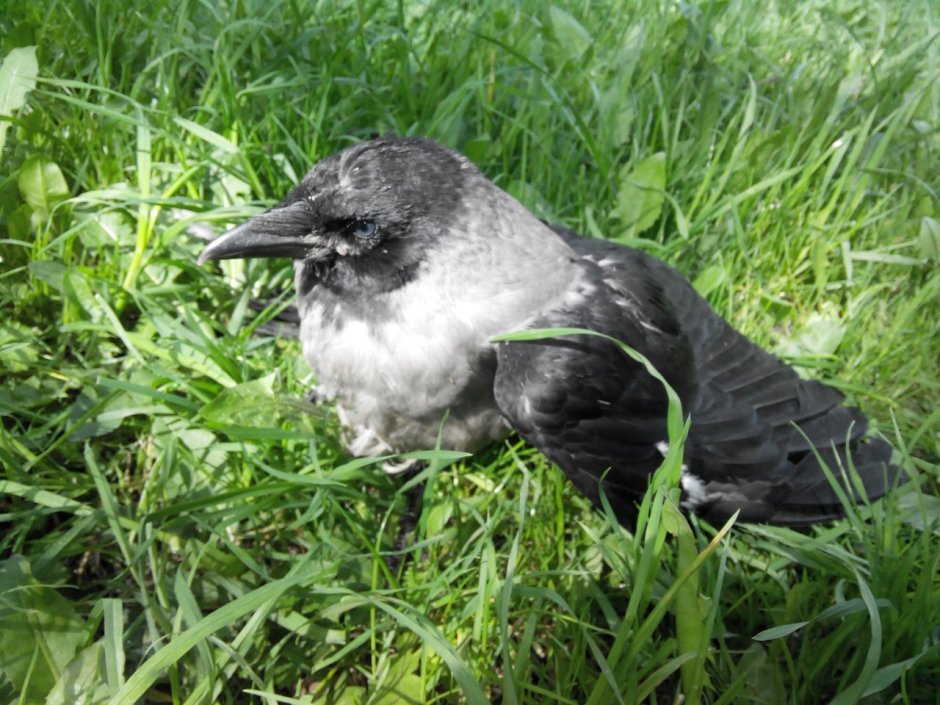 Воронята птенцы ворона