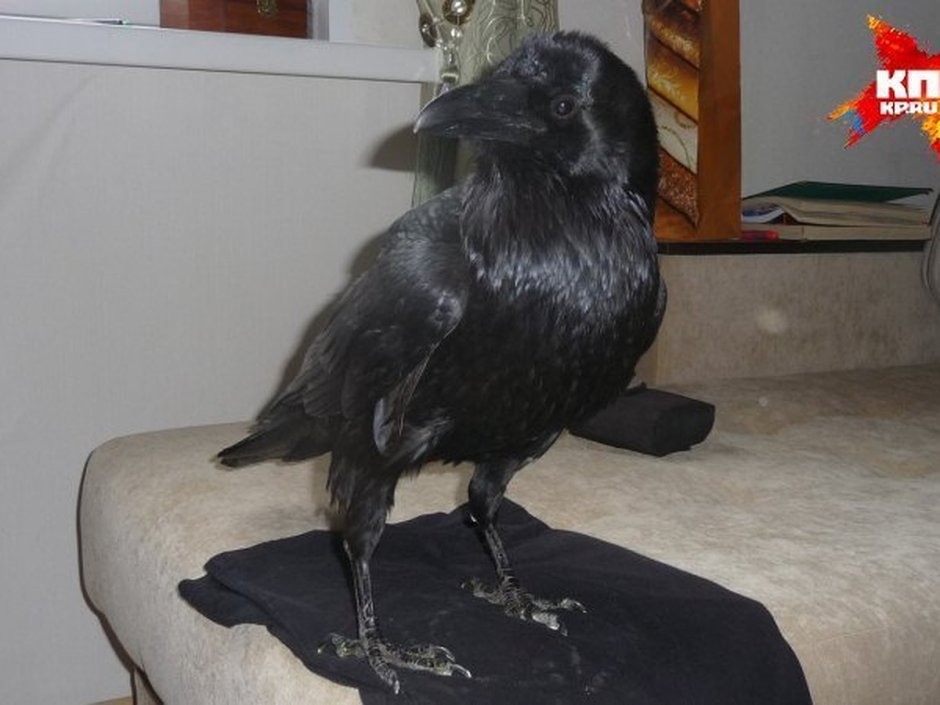 Ворон птенец