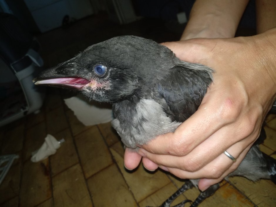 Грач птица птенец