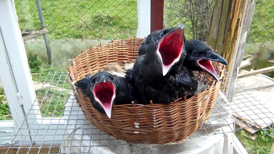 Ворон милый