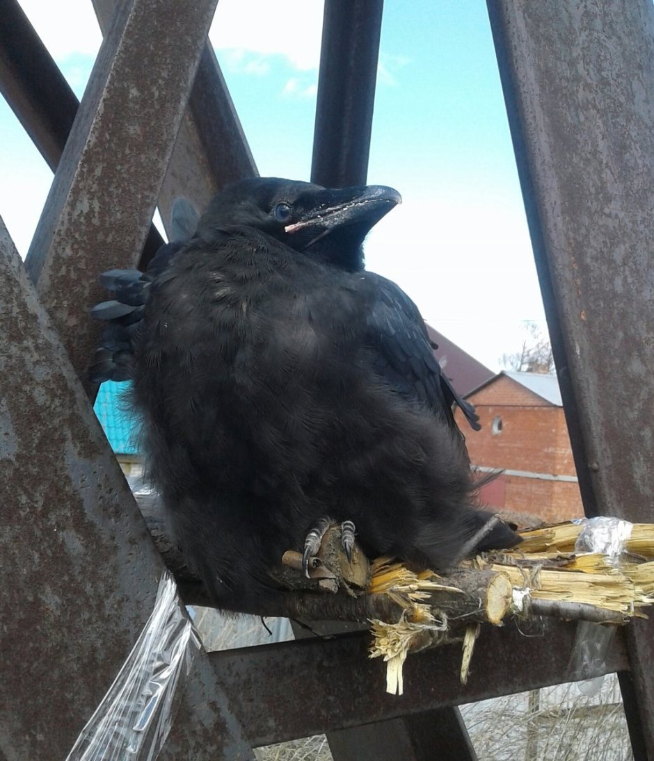 Птенцы вороны в гнезде