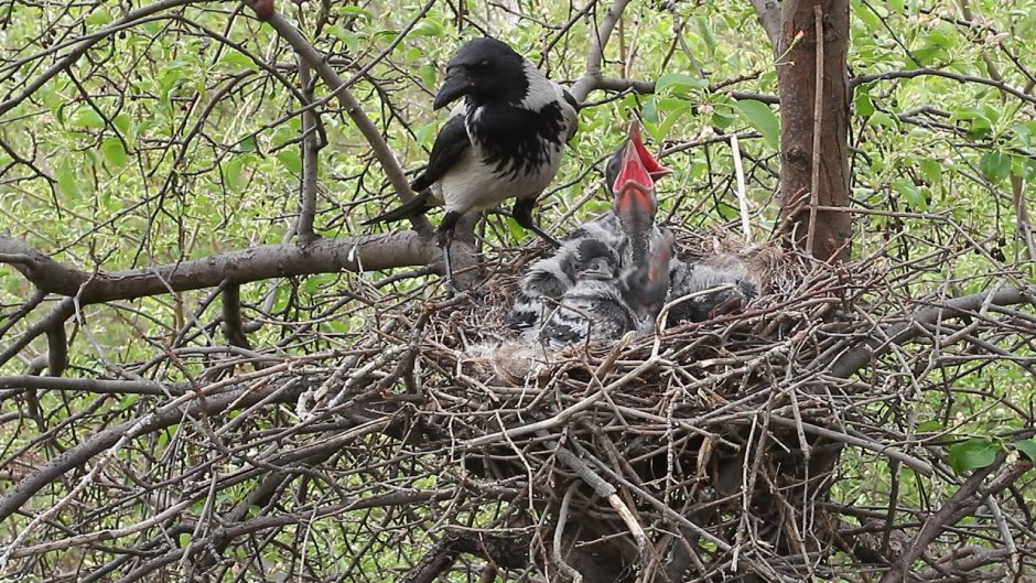 Ручной ворон в квартире