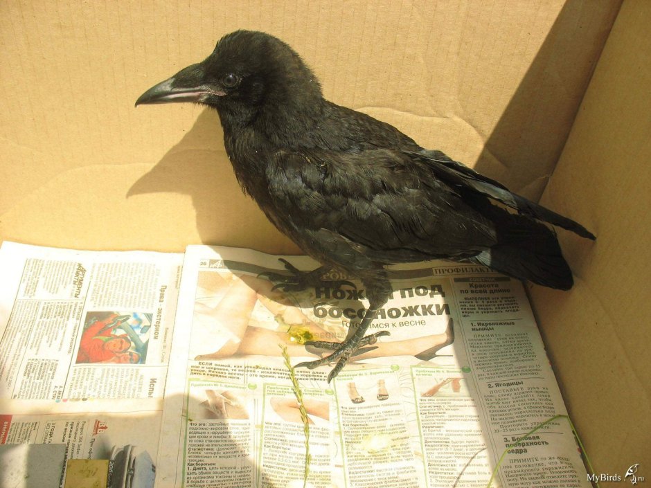 Серый вороненок