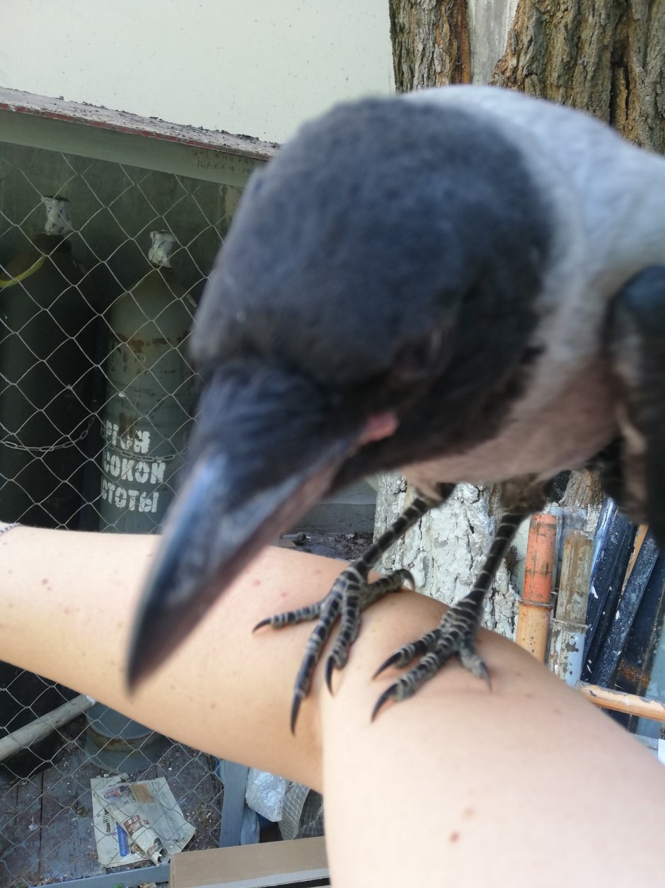 Слепой птенец